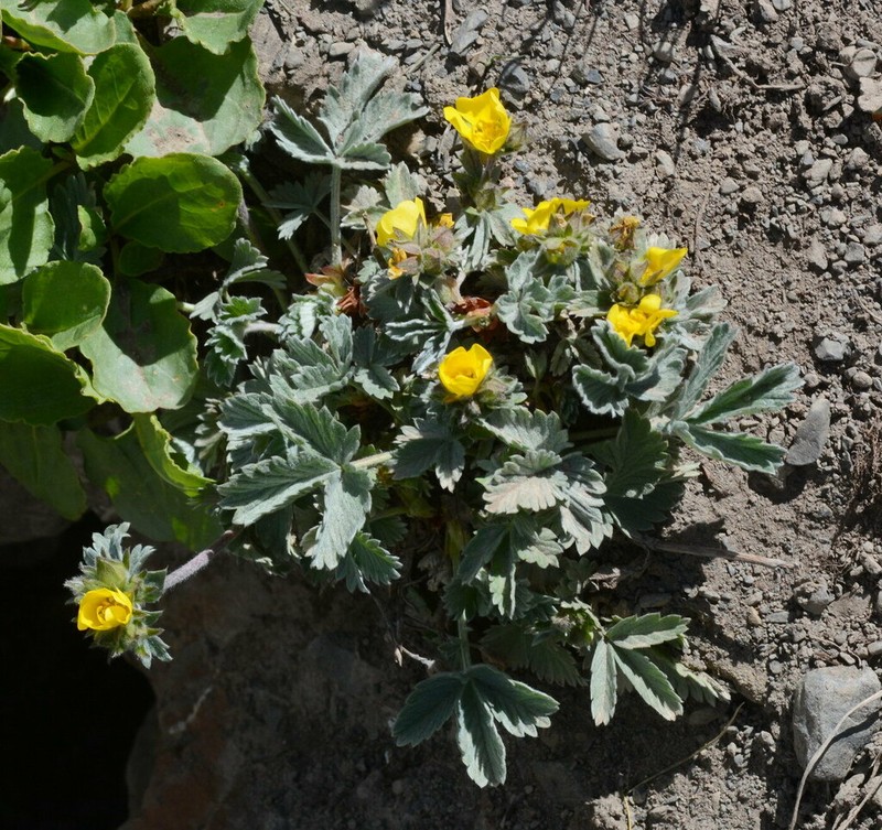 Potentilla grisea photo 4
