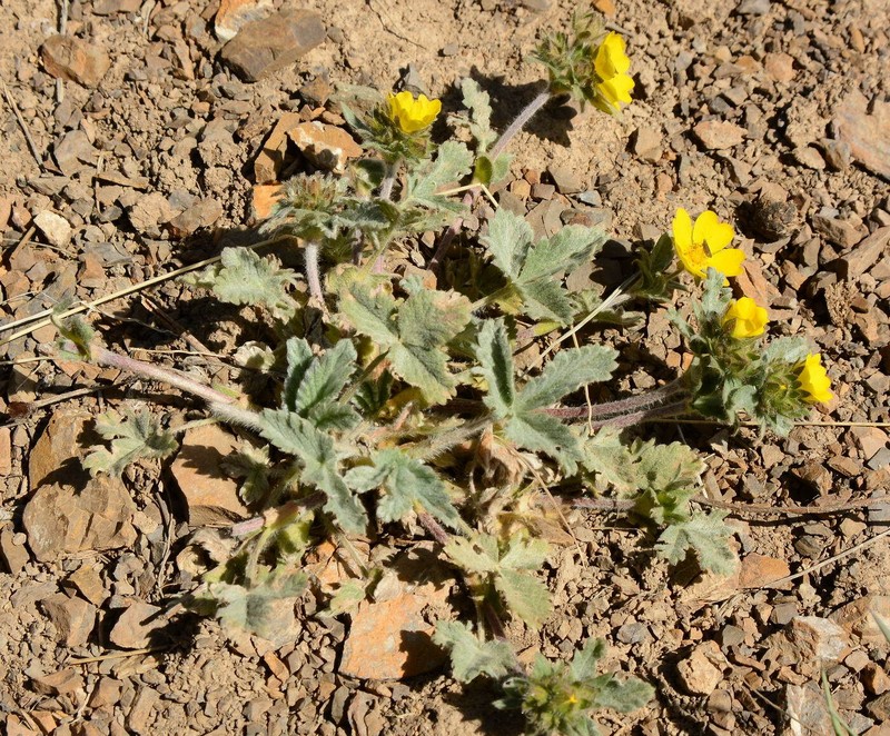 Potentilla grisea photo 5