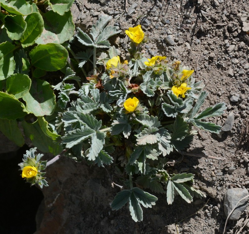 Potentilla grisea photo 6