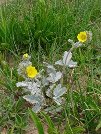 Potentilla grisea