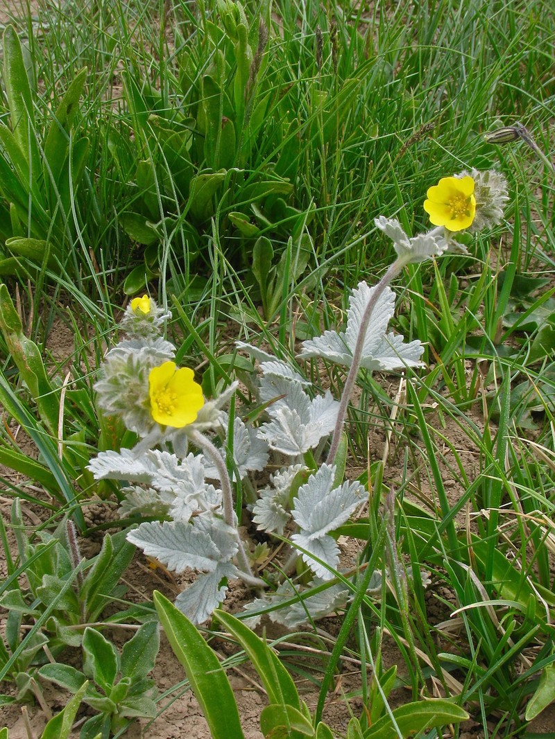 Potentilla grisea