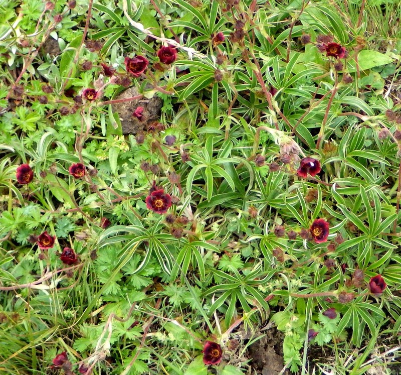 Potentilla haematochrus