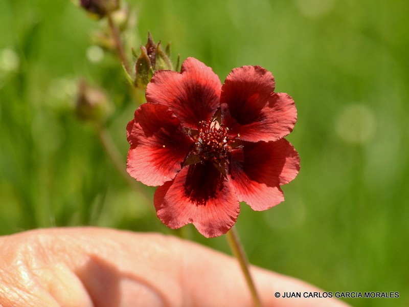 Potentilla haematochrus photo 2