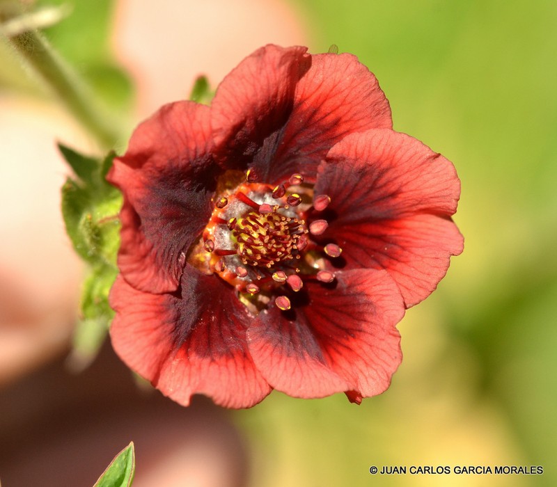 Potentilla haematochrus photo 3