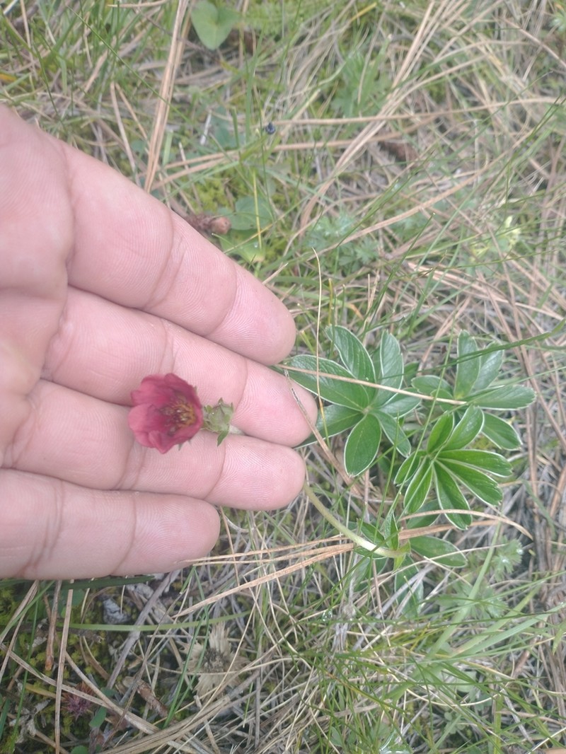 Potentilla haematochrus photo 4