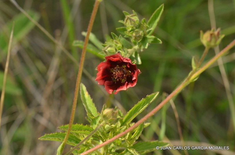 Potentilla haematochrus photo 5
