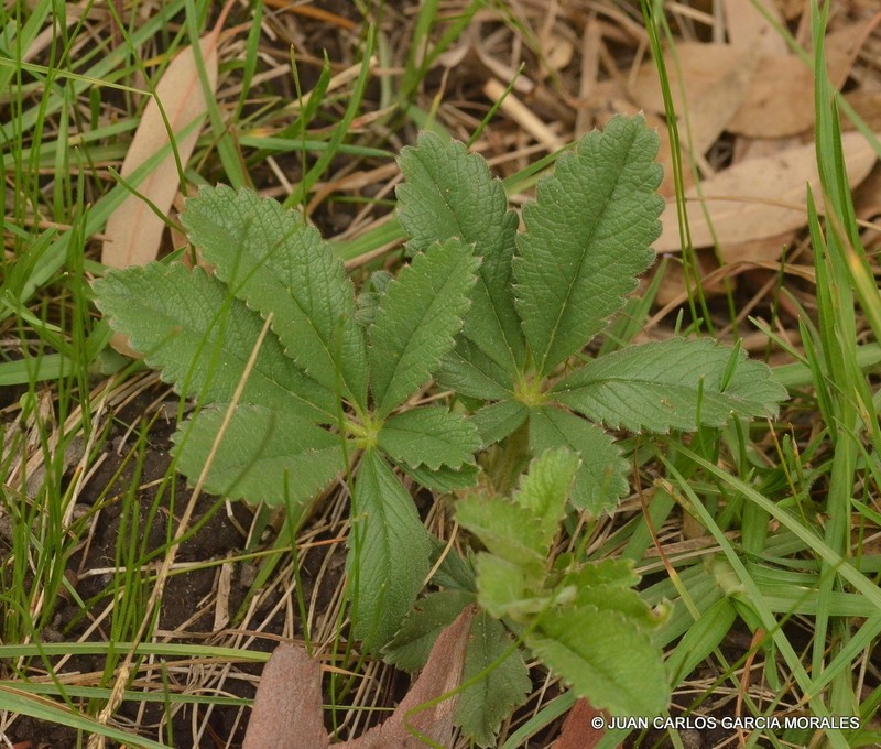 Potentilla haematochrus photo 6
