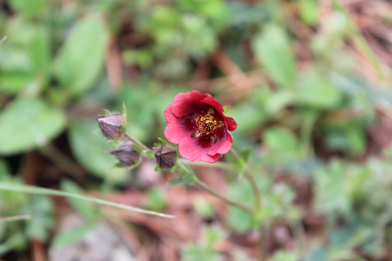 Potentilla haematochrus photo 7