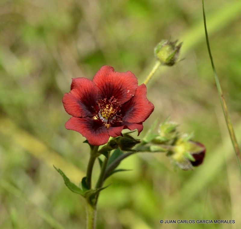 Potentilla haematochrus photo 8