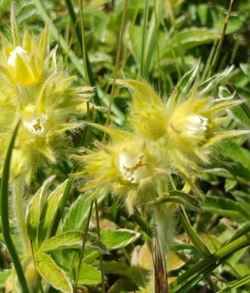 Potentilla haynaldiana