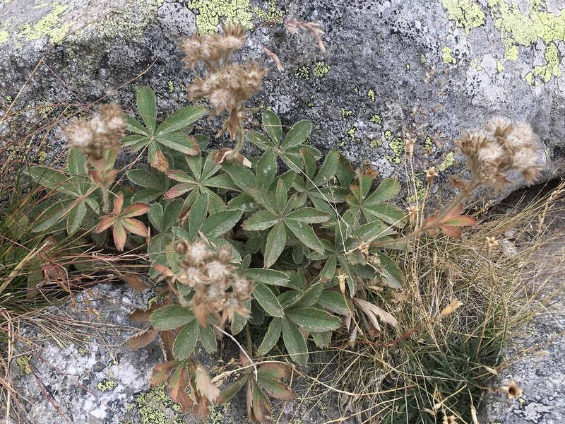 Potentilla haynaldiana photo 3