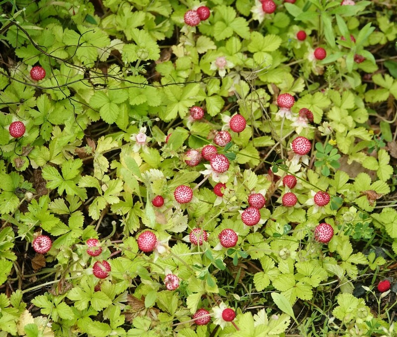 Potentilla hebiichigo