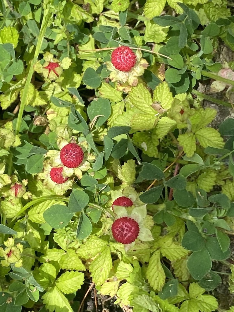 Potentilla hebiichigo photo 2