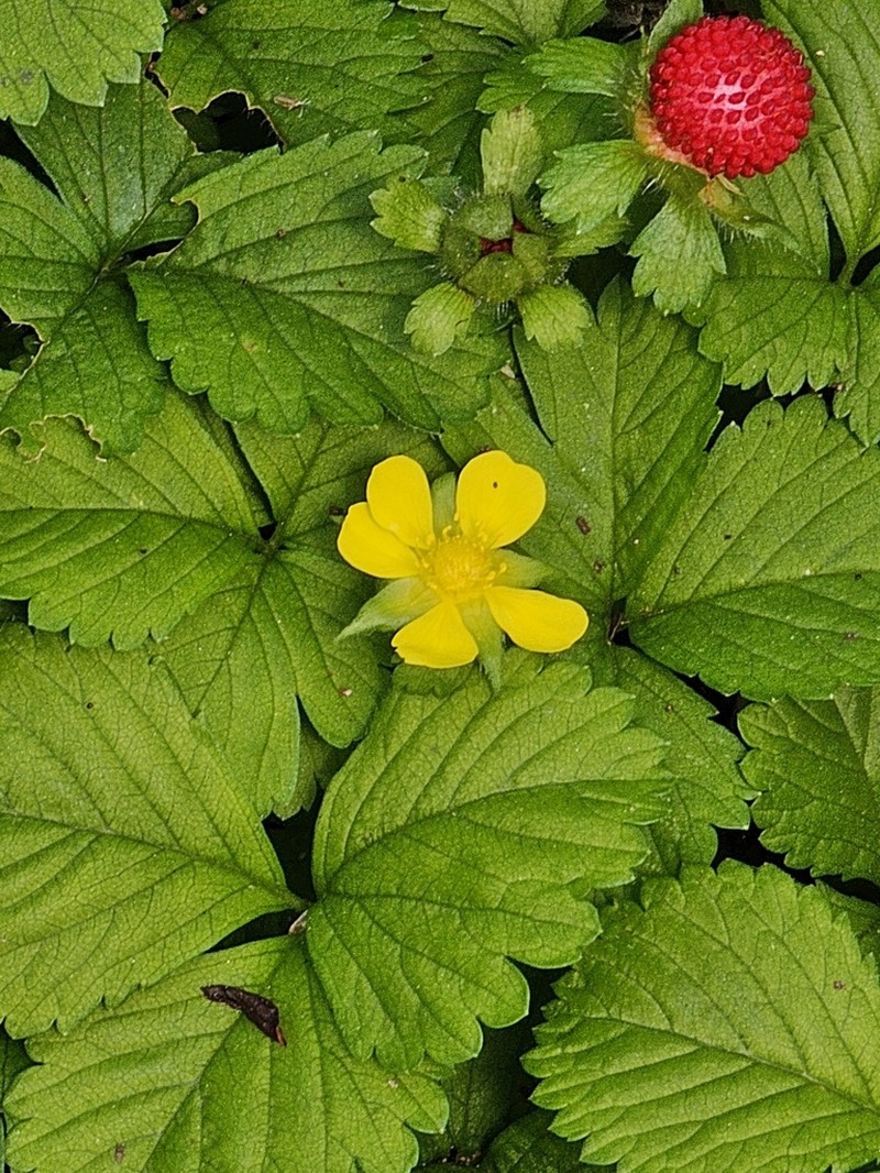 Potentilla hebiichigo photo 3
