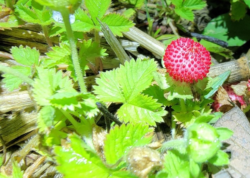 Potentilla hebiichigo photo 5