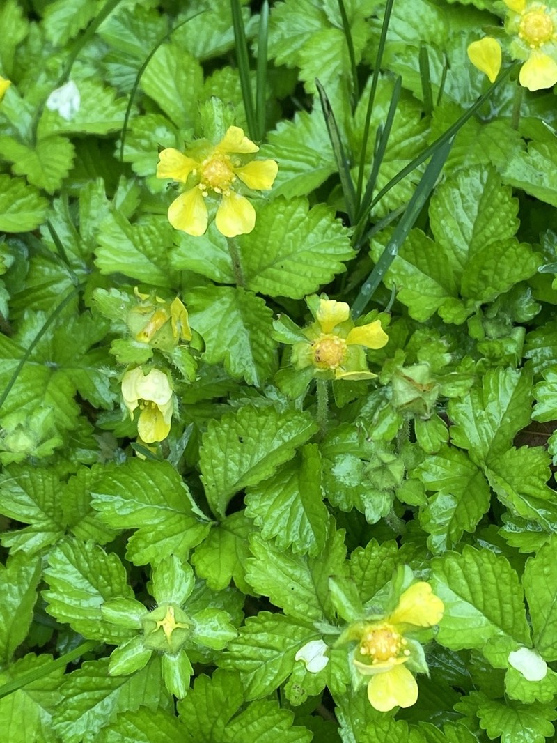 Potentilla hebiichigo photo 6