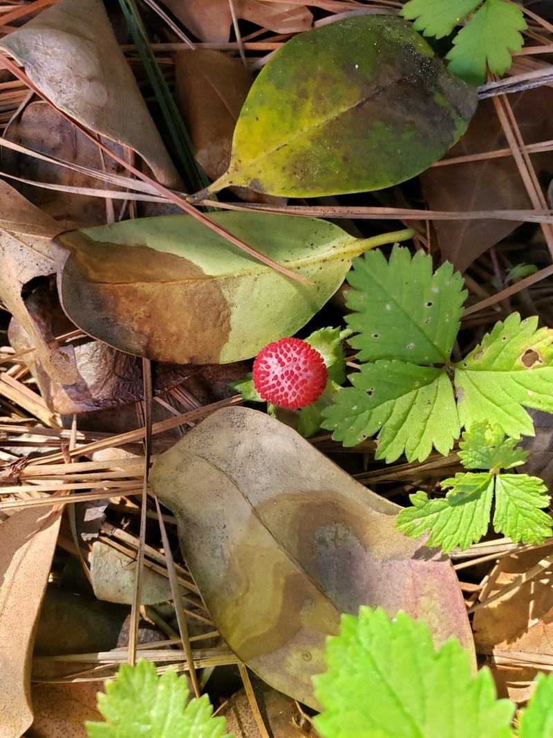 Potentilla hebiichigo photo 7