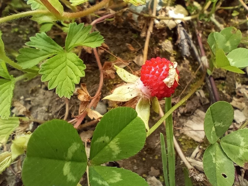 Potentilla hebiichigo photo 8