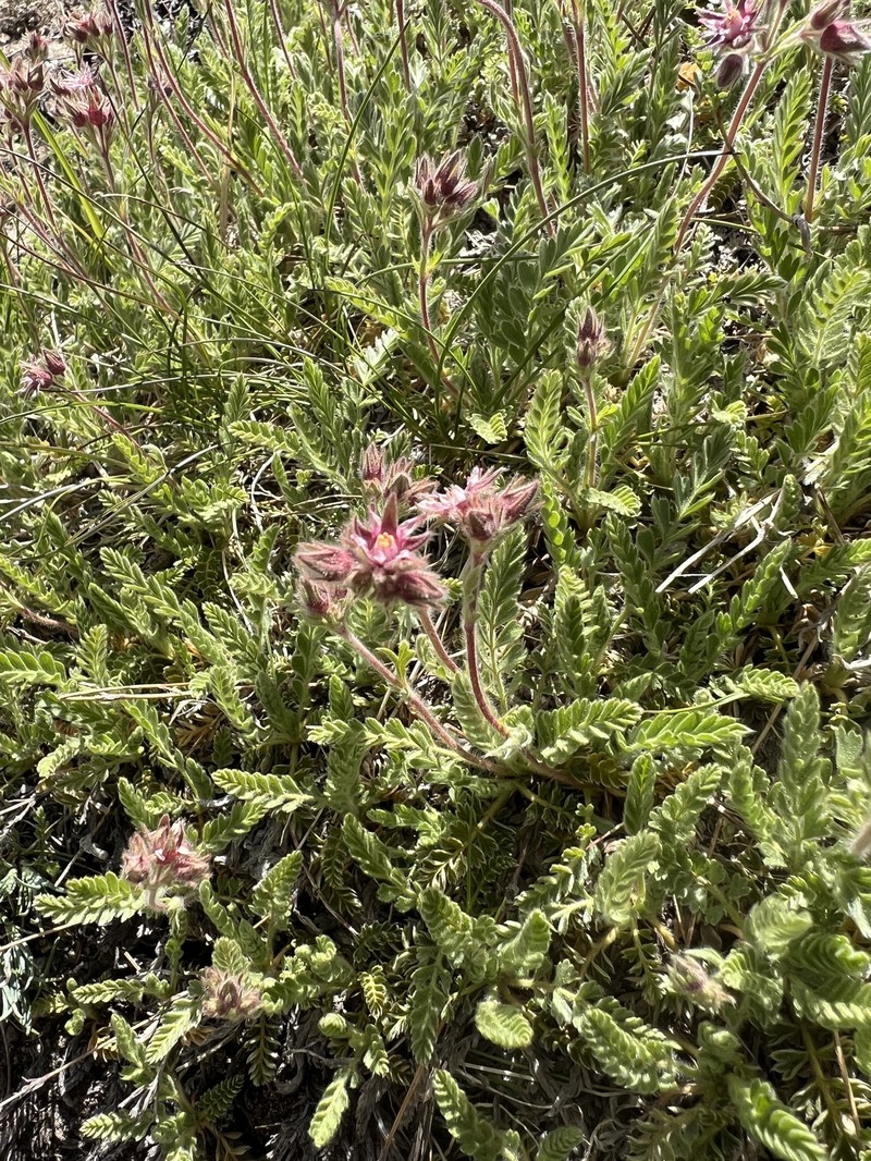 Henderson's Horkelia