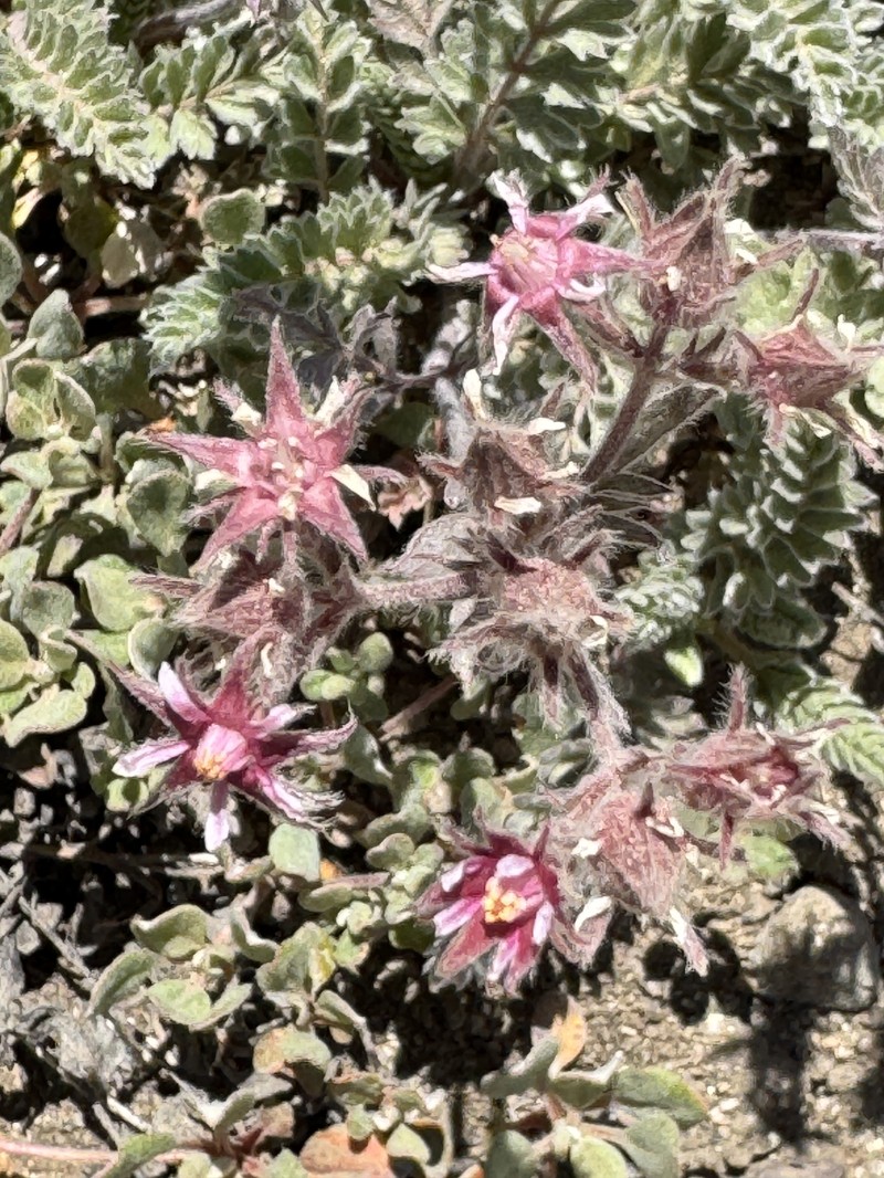 Henderson's Horkelia photo 4