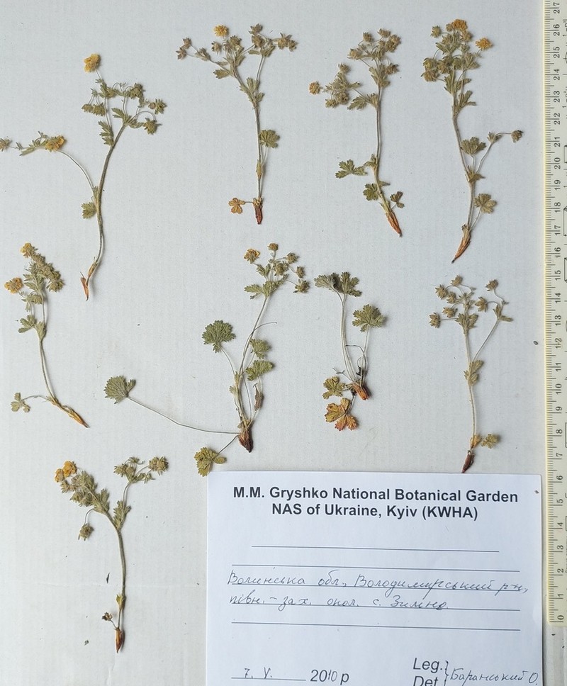Potentilla heptaphylla
