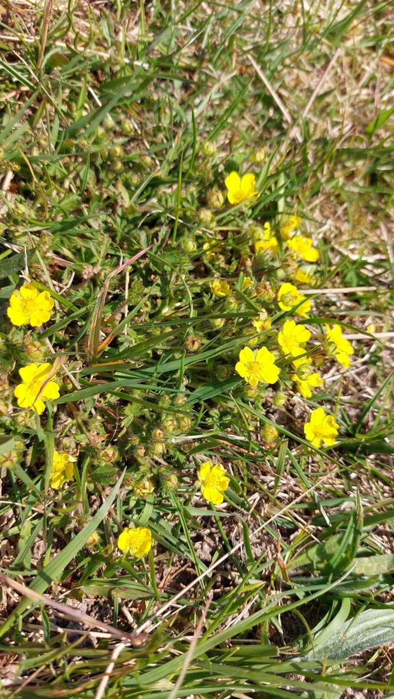 Potentilla heptaphylla photo 2