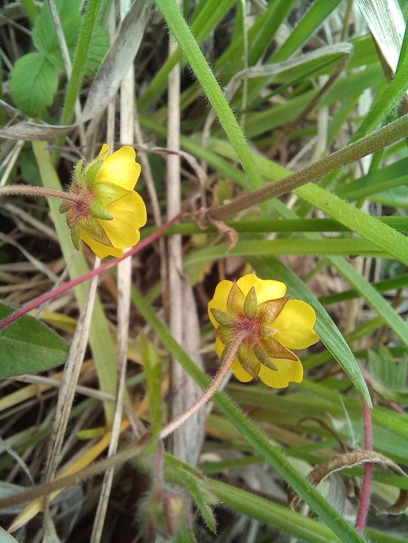 Potentilla heptaphylla photo 3