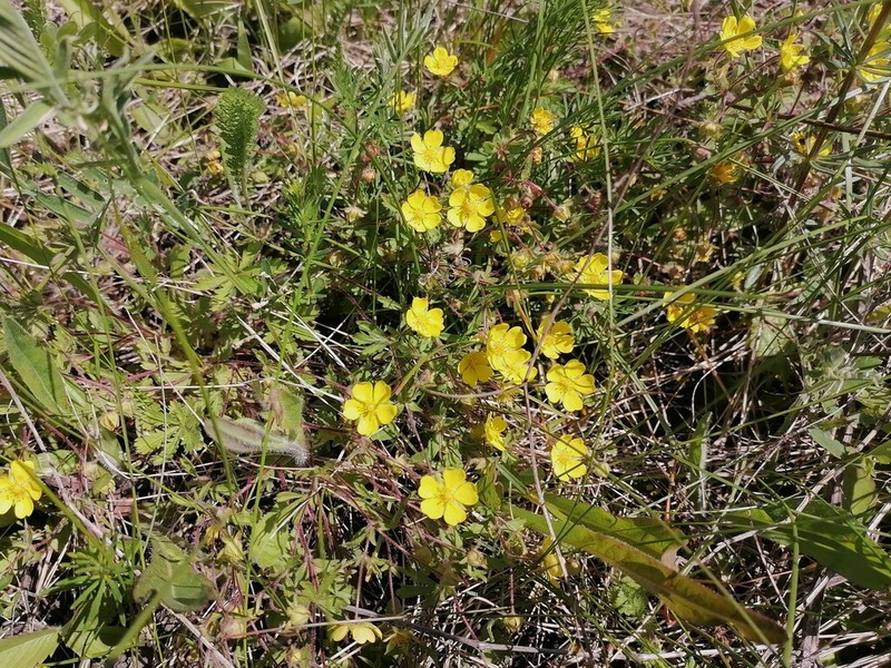 Potentilla heptaphylla photo 4
