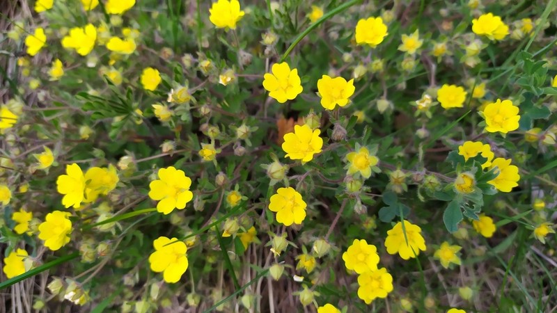 Potentilla heptaphylla photo 5