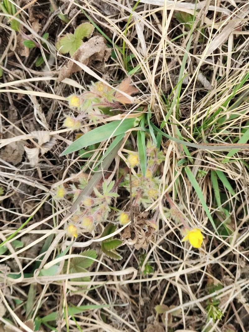 Potentilla heptaphylla photo 6