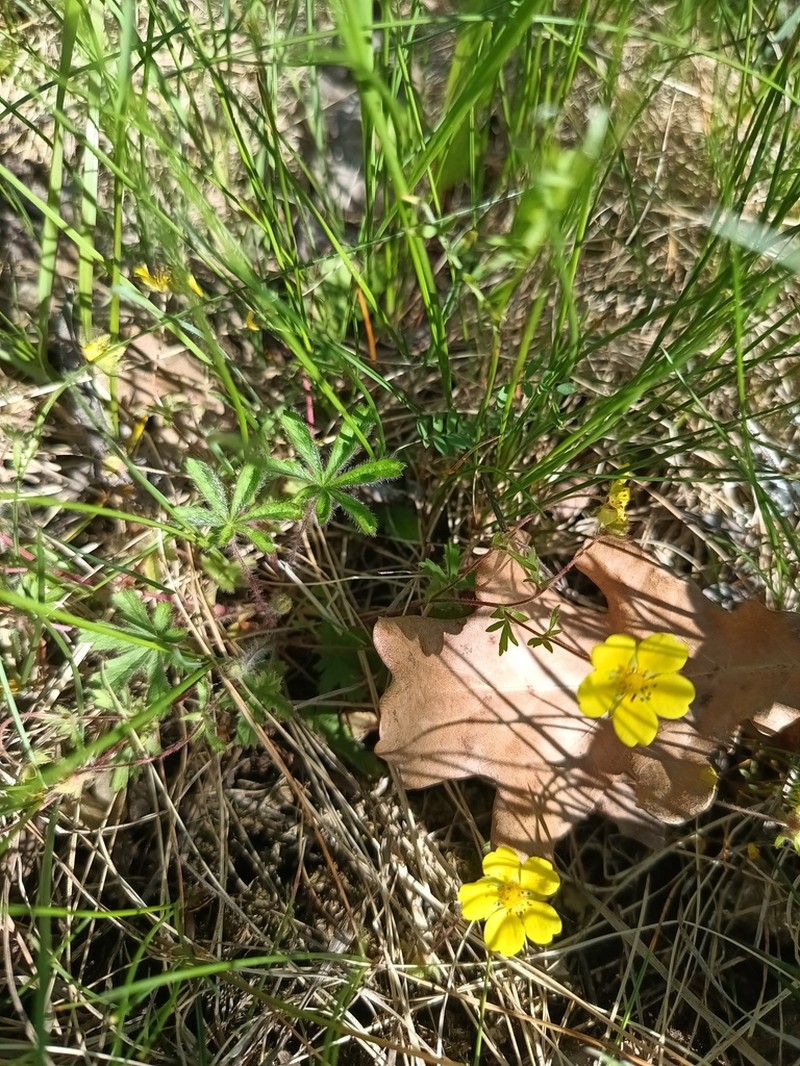 Potentilla heptaphylla photo 7