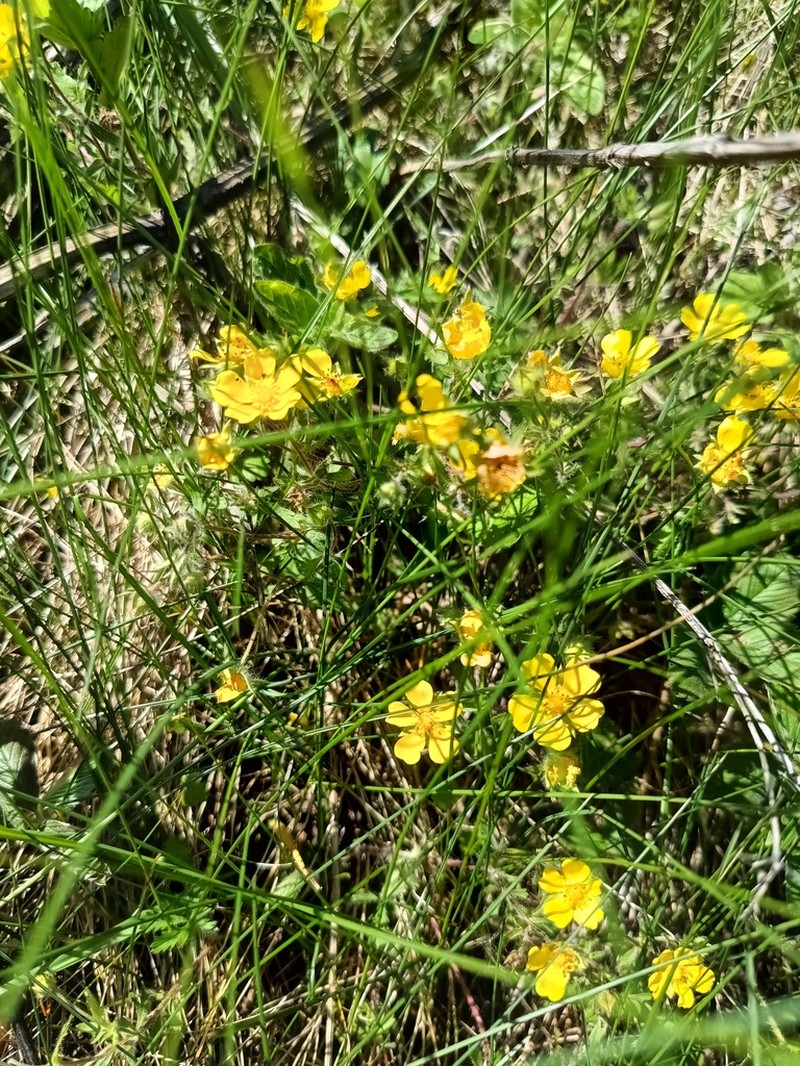Potentilla heptaphylla photo 8