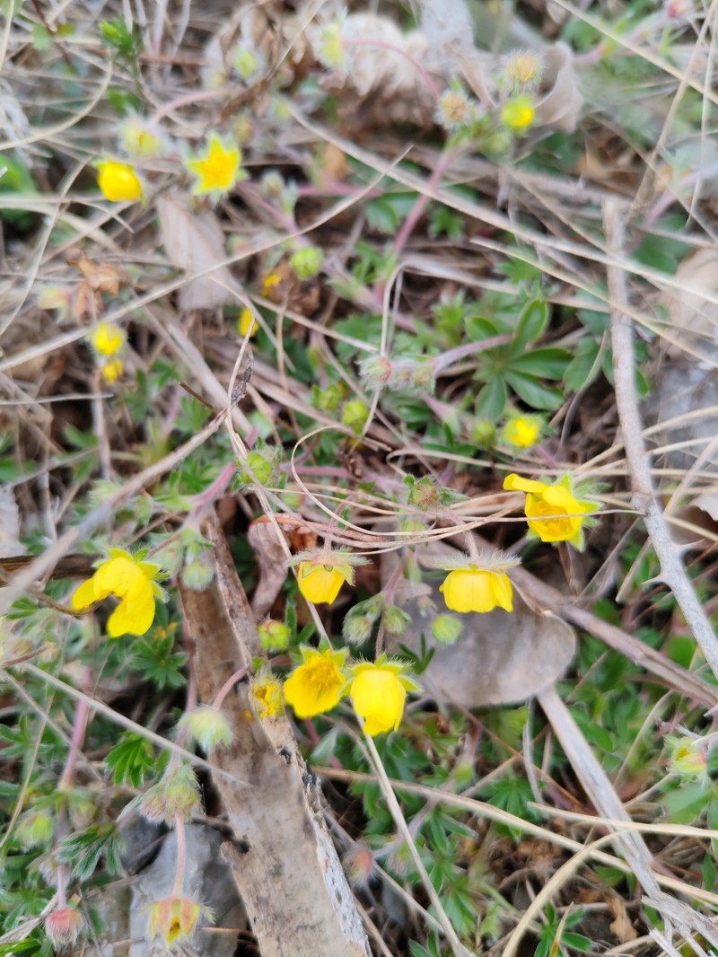 Potentilla heptaphylla subsp. australis
