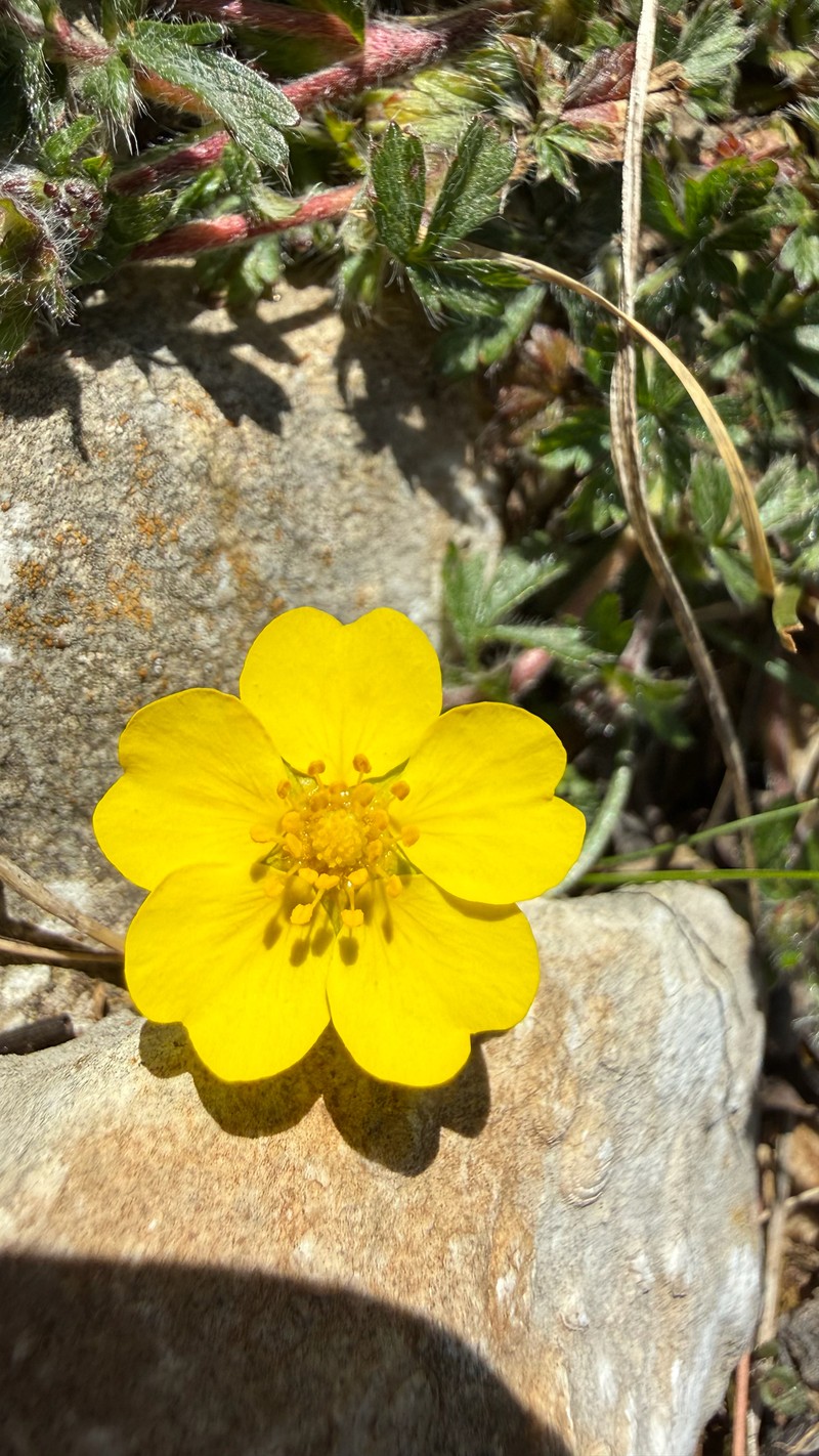Potentilla heptaphylla subsp. australis photo 2
