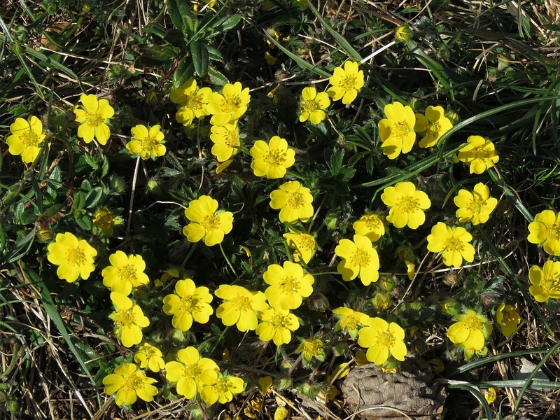 Potentilla heptaphylla subsp. australis photo 3