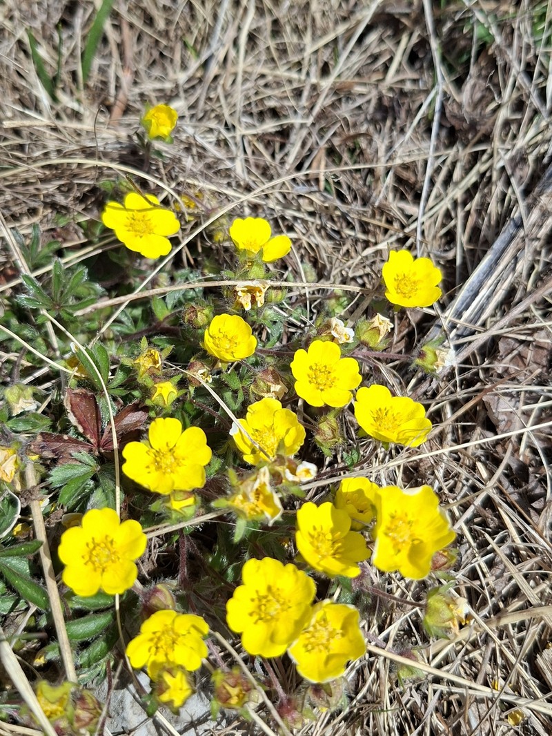 Potentilla heptaphylla subsp. australis photo 4