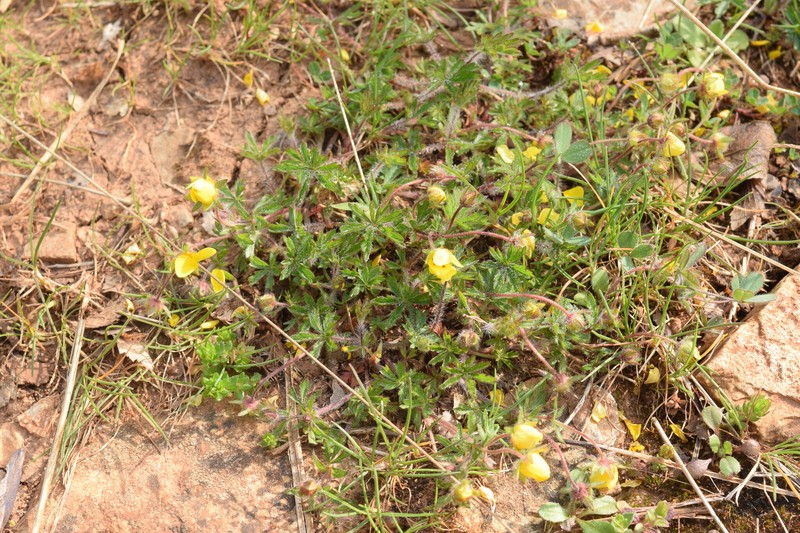 Potentilla heptaphylla subsp. heptaphylla