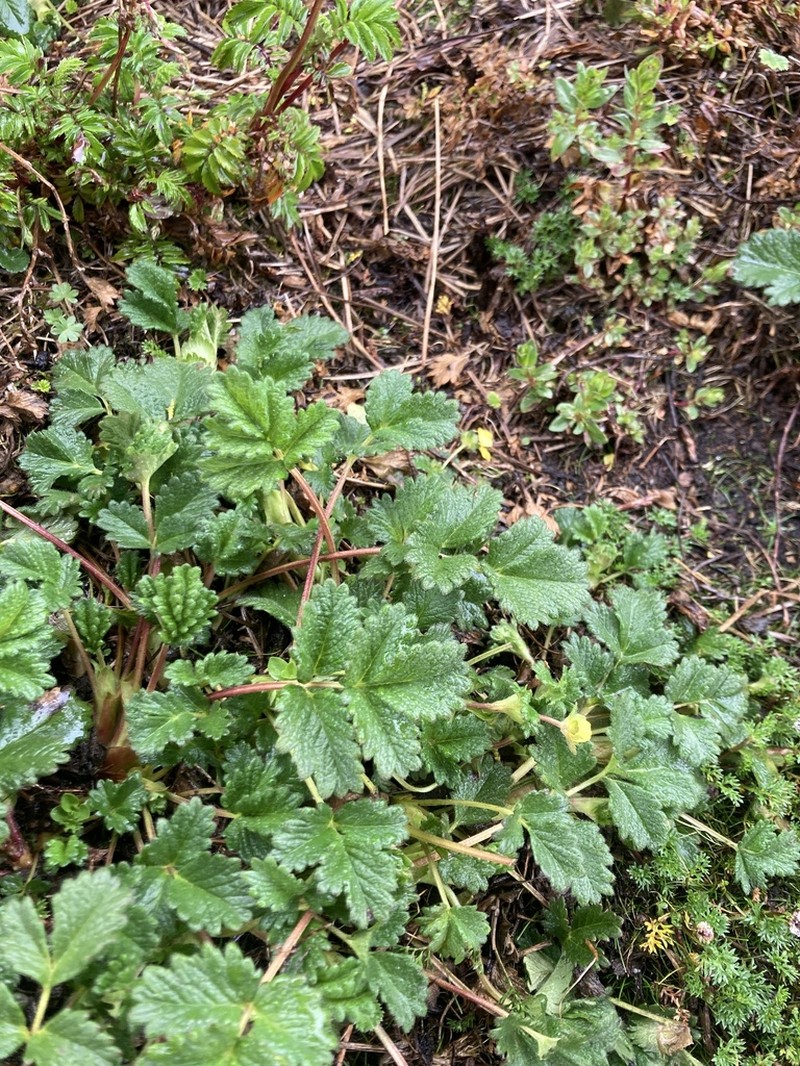 Potentilla heterosepala