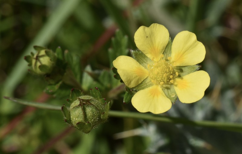 Potentilla heterosepala photo 2