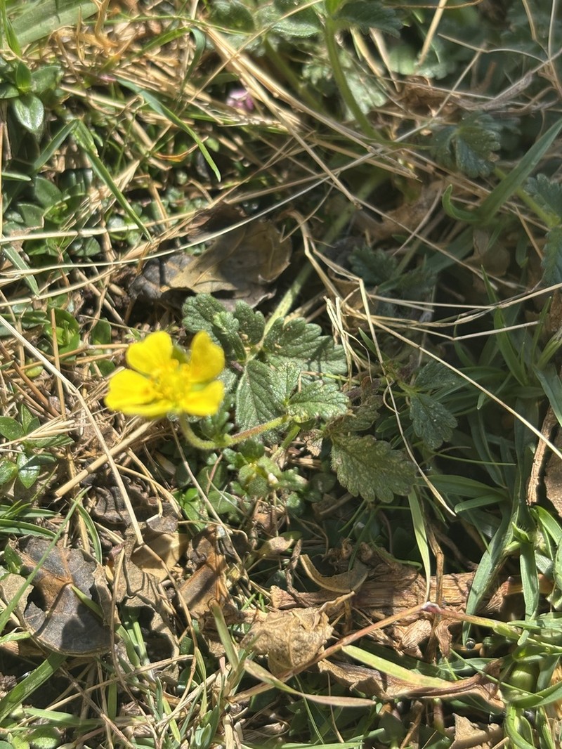 Potentilla heterosepala photo 3