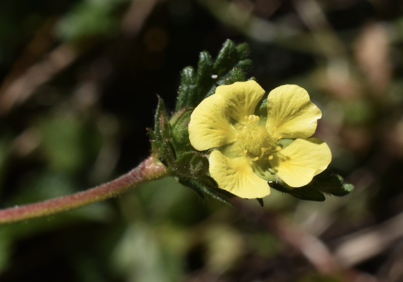 Potentilla heterosepala photo 4