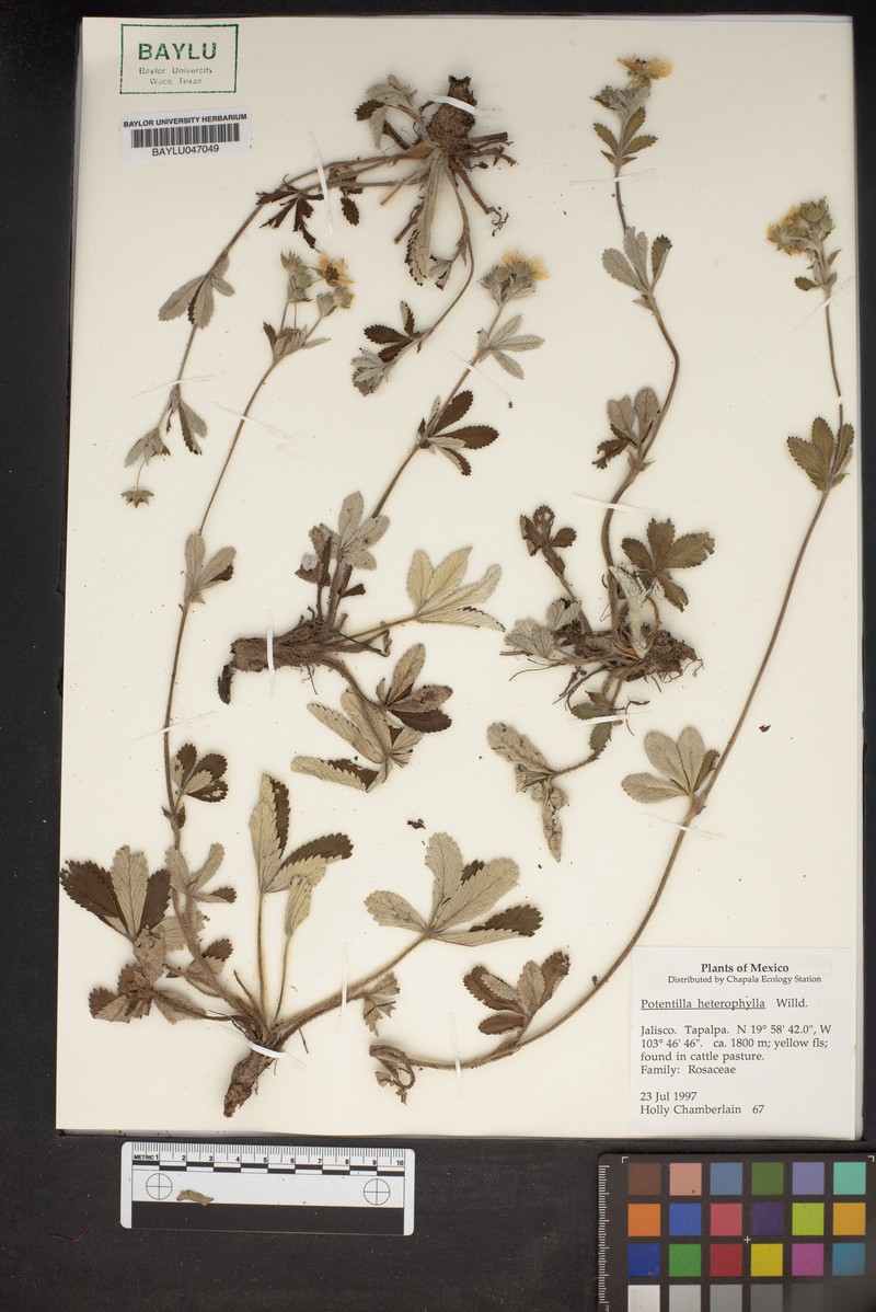 Potentilla heterosepala photo 5