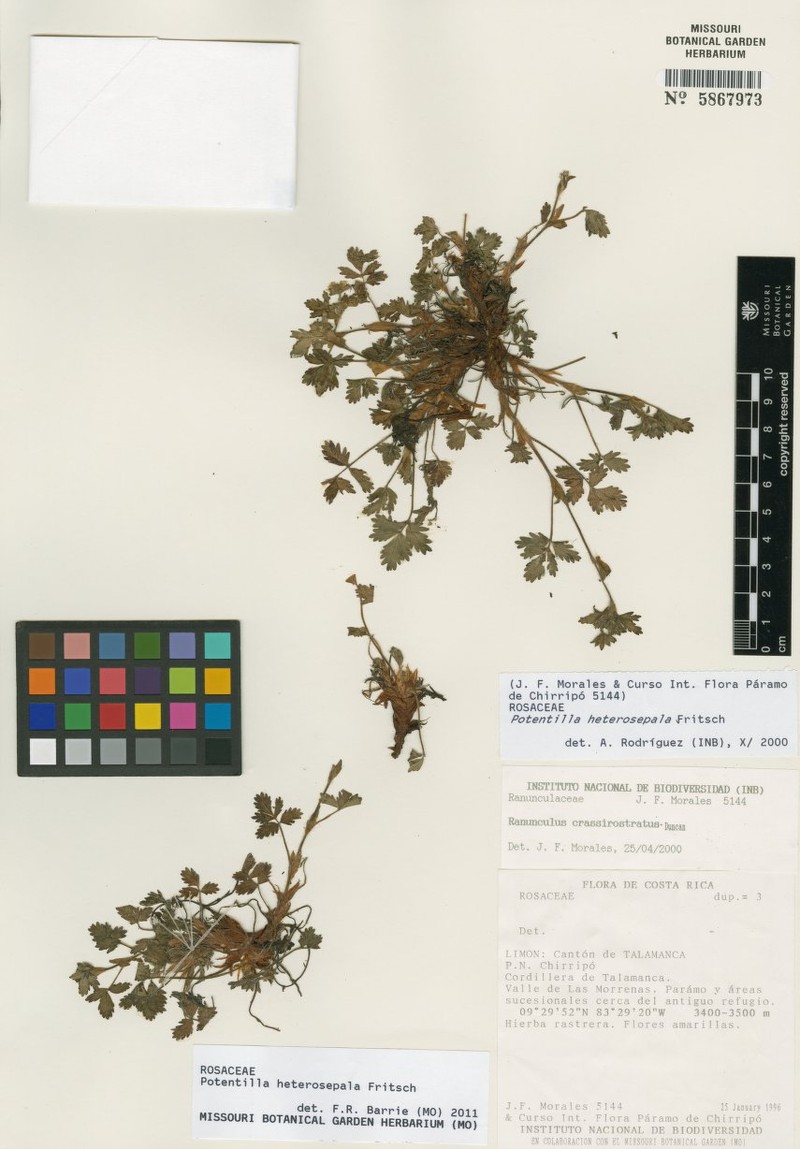 Potentilla heterosepala photo 6