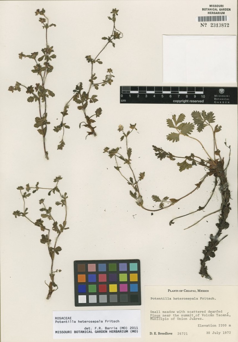Potentilla heterosepala photo 7