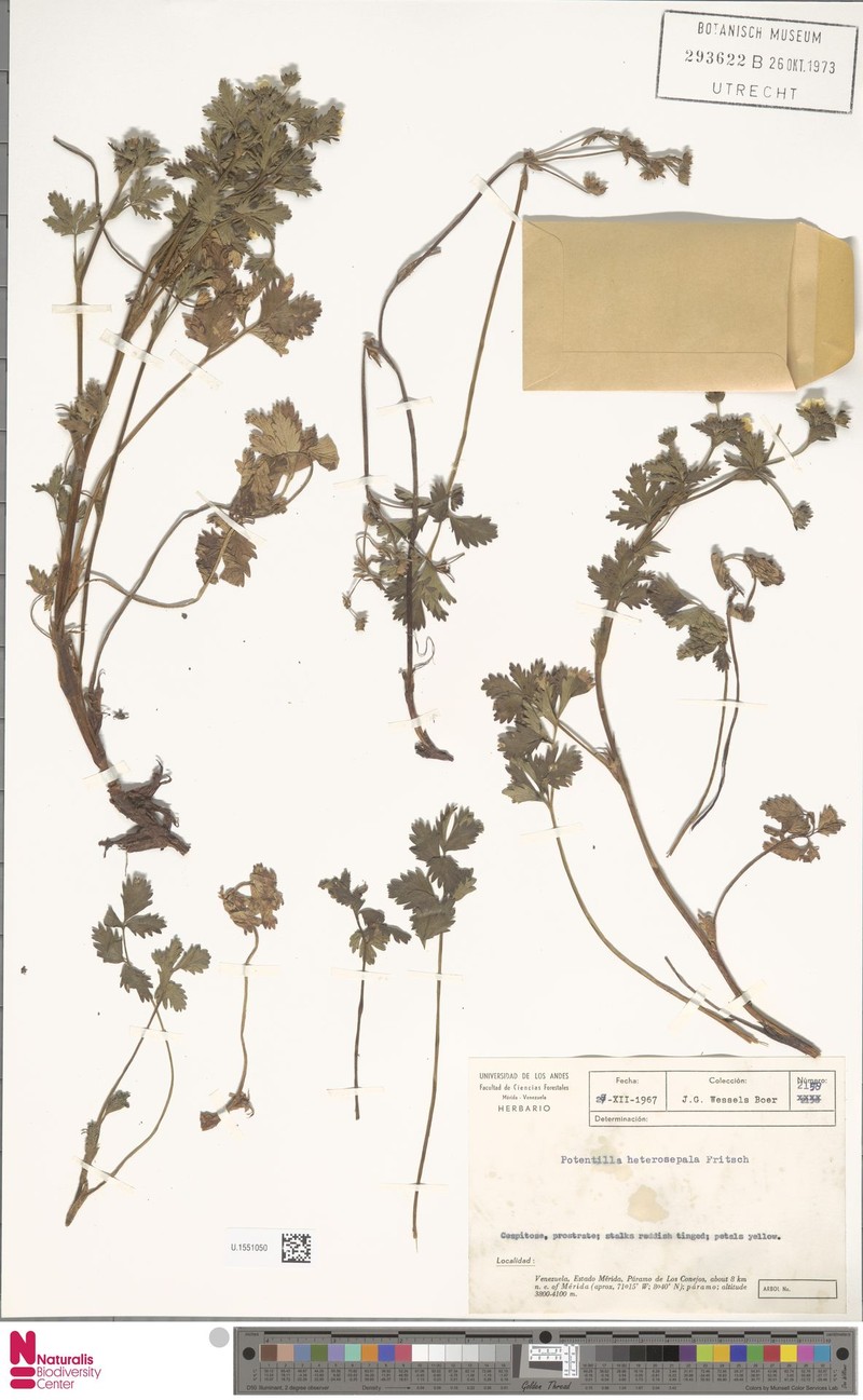 Potentilla heterosepala photo 8