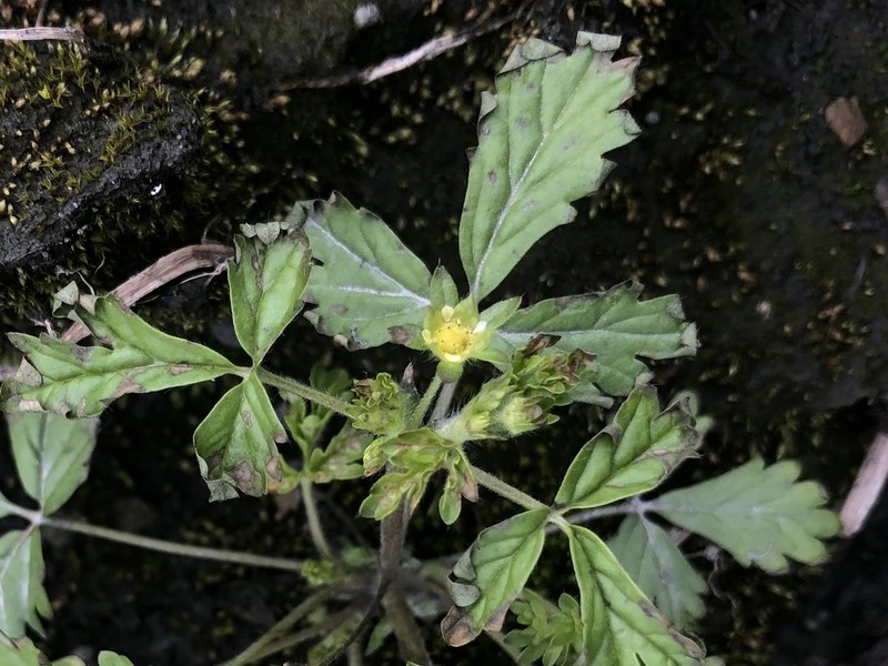 Potentilla heynei