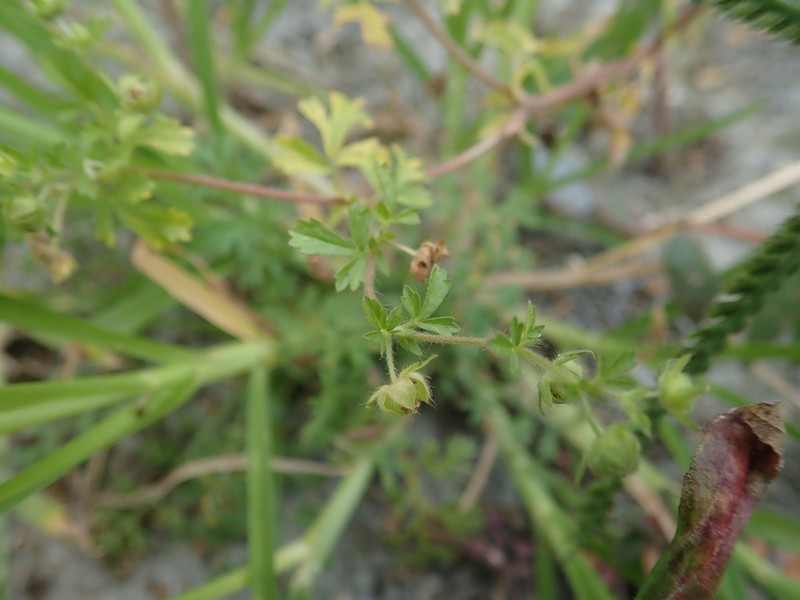 Potentilla heynei photo 2