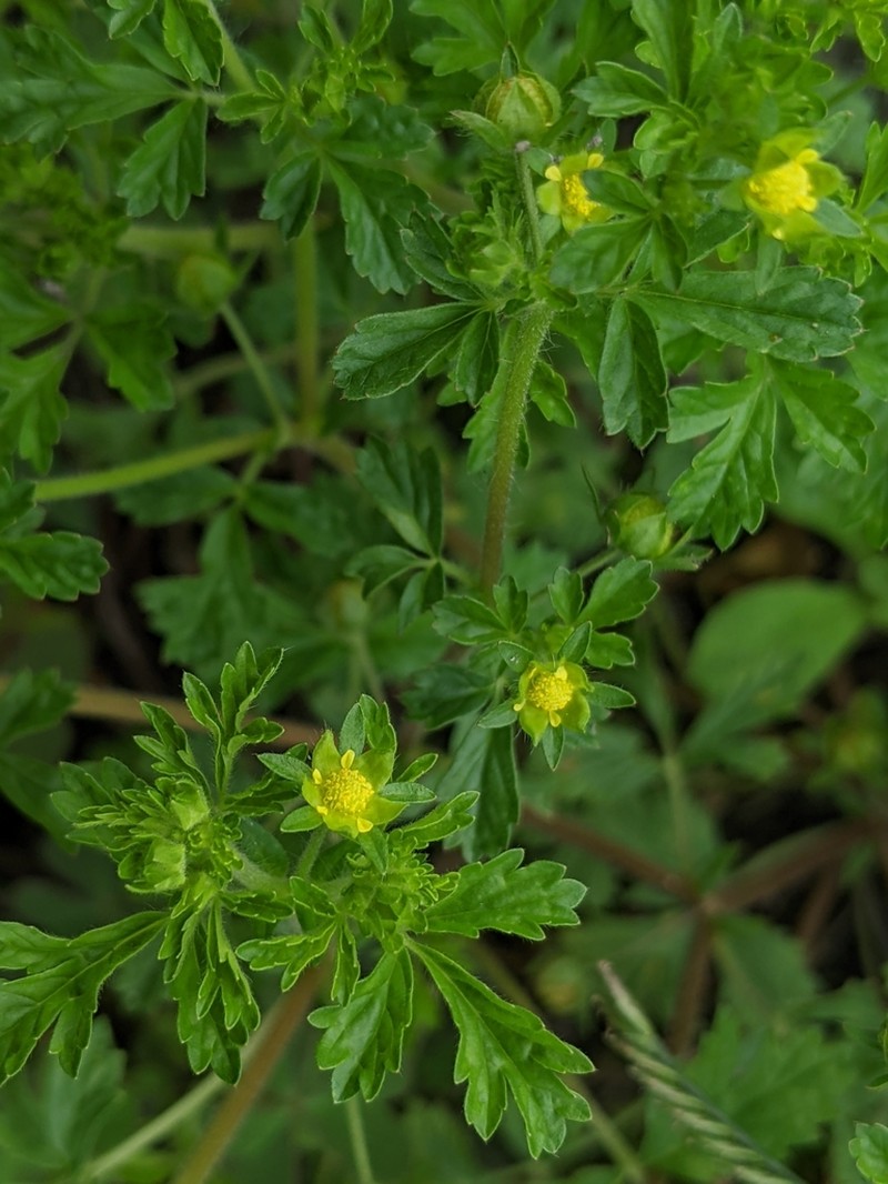 Potentilla heynei photo 3