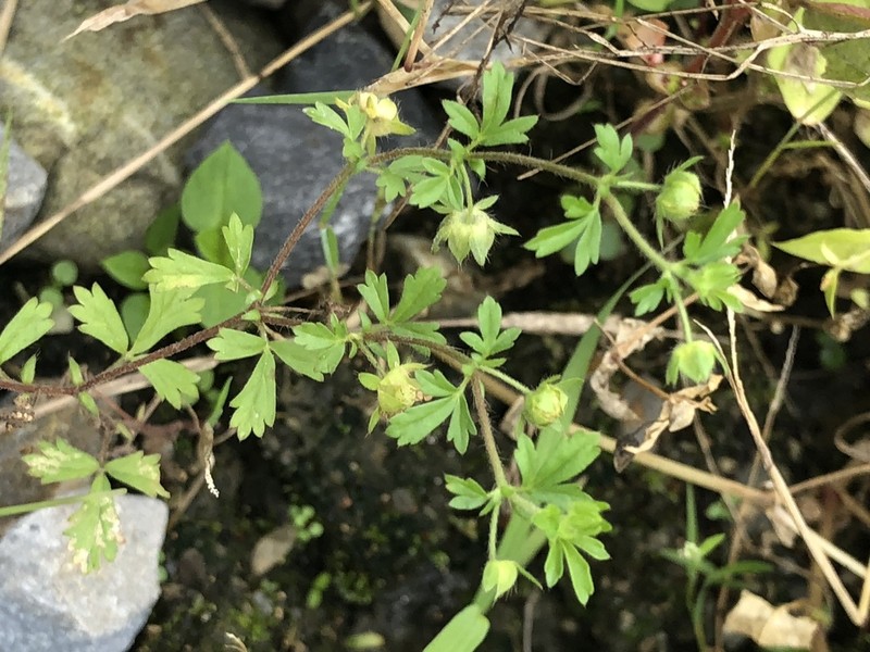 Potentilla heynei photo 4