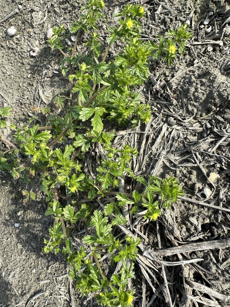 Potentilla heynei photo 5